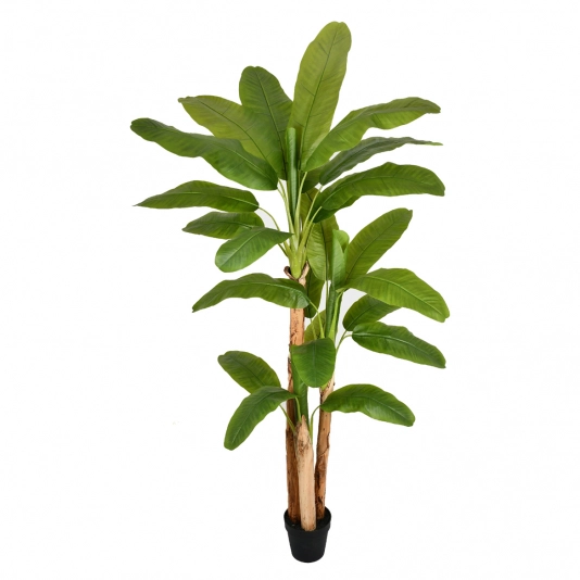 PL BANANEIRA X3 REAL TOQUE VERDE