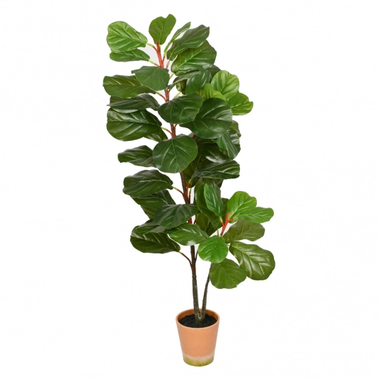 PL FICUS LIRATA X3 REAL TOQUE VERDE