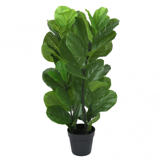 PL FICUS LYRATA X4 REAL TOQUE VERDE