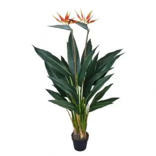PL STRELITZIA LX 135CM VERDE